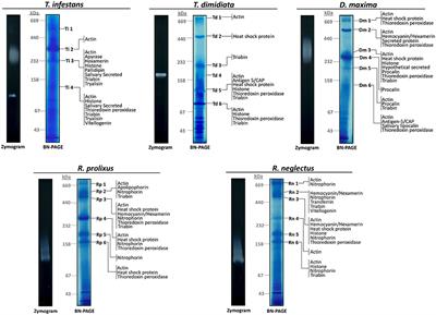 Proteomic Mapping of Multifunctional Complexes Within Triatomine Saliva